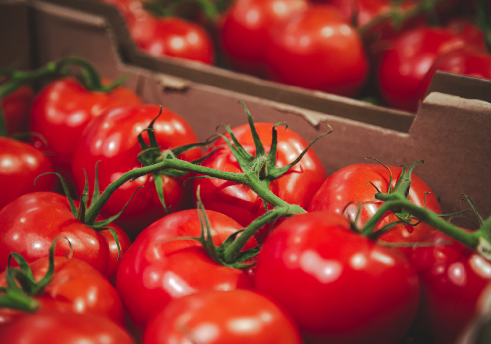 セイシュ・エキスポート・マロック｜プレミアムクオリティ - À L'AUBE